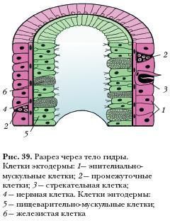 Kra11gl