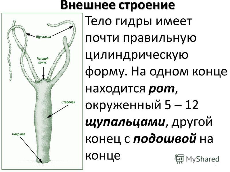Кракен адрес